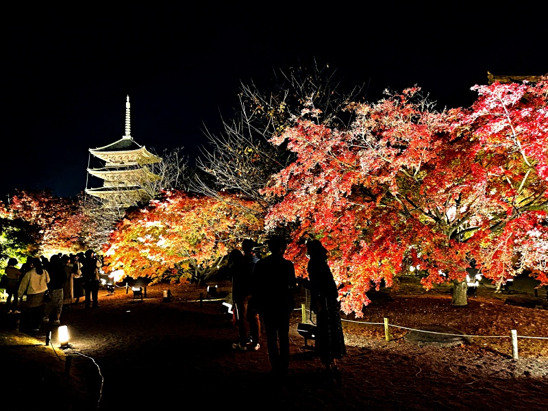 京都の紅葉（東寺）