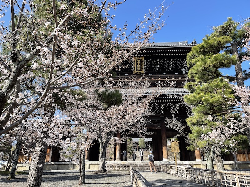 京都の桜（金戒光明寺）