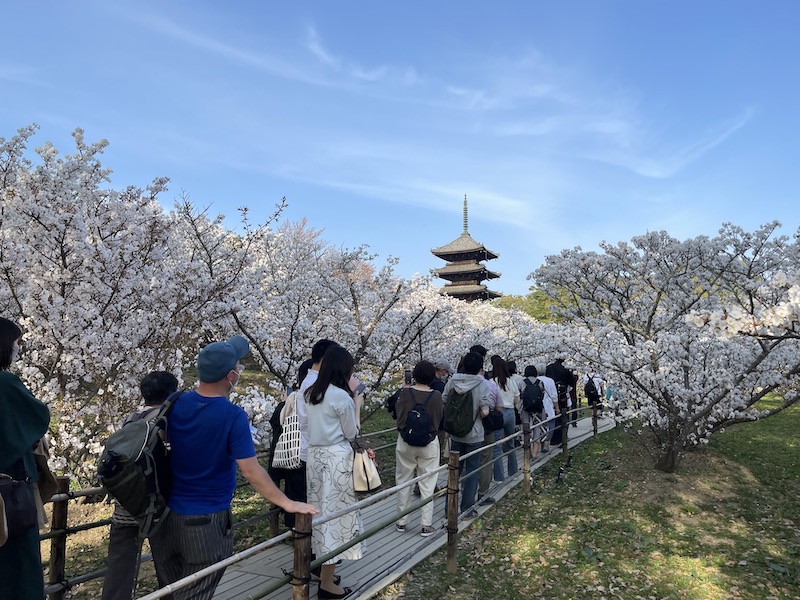 京都の桜（仁和寺）
