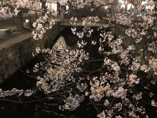 Sakura spot in Kyoto...!!! #part 2