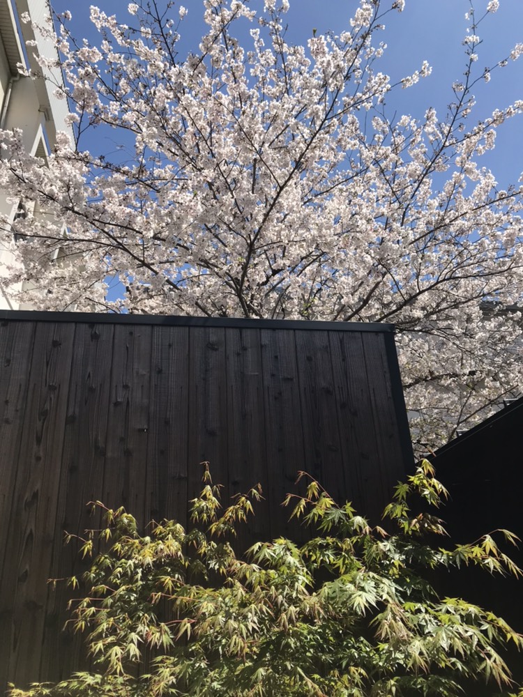 京都的櫻花還在持續盛開中！