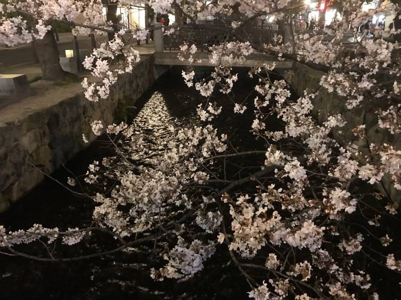 高濑川沿岸的樱花开啦！