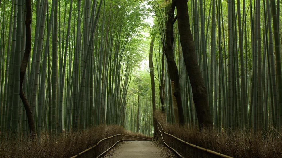 到京都觀光，使旅程更富戲劇性