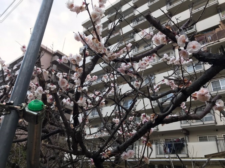 春ももう間近です、、、！