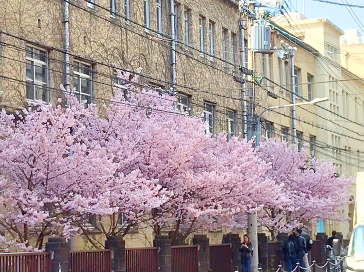 早咲きの桜の満開宣言！