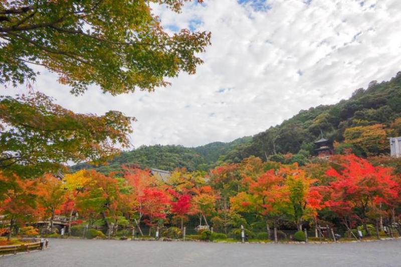 参照（https://souda-kyoto.jp/travel/koyo/index.html?idk=0000152）