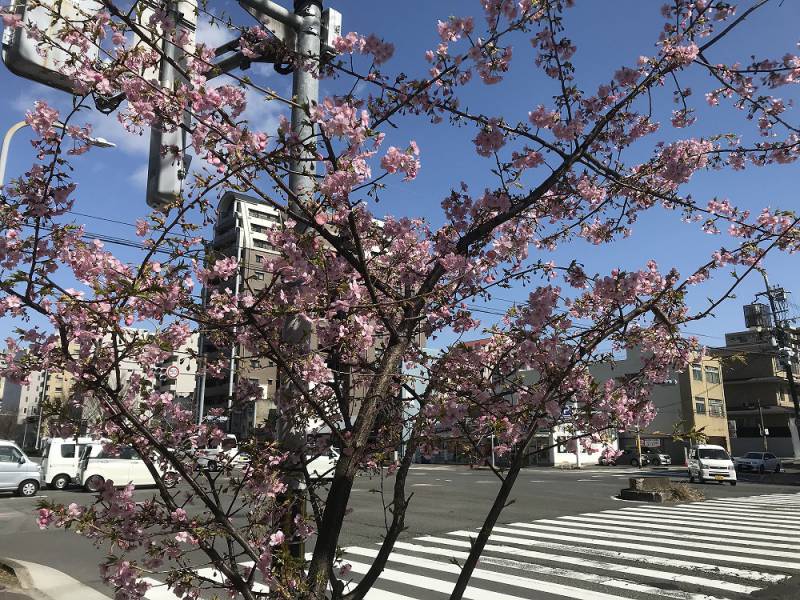 河津桜が咲き始めました…！