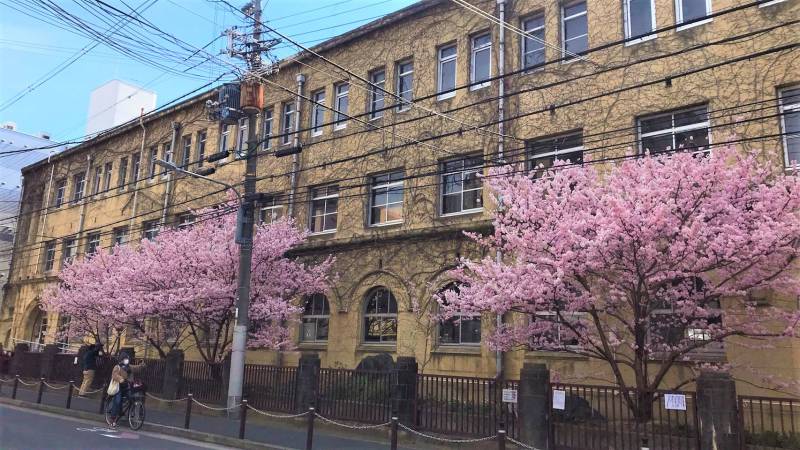 【京都一軒町屋】京都のおすすめお花見・桜スポットをご紹介します！