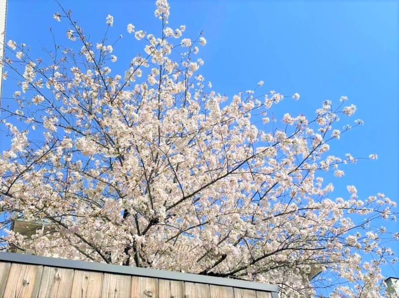 京囲炉裏宿　染　七条平安