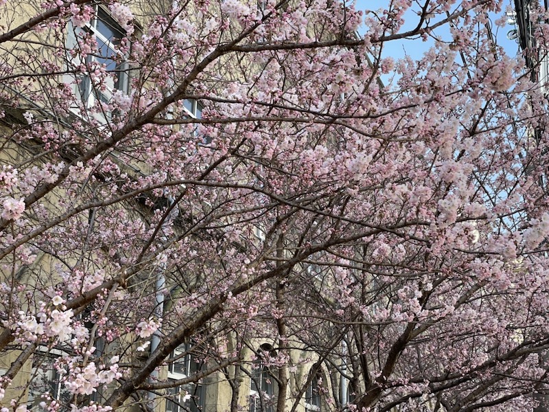 京都の桜（烏丸高辻の早咲き桜）