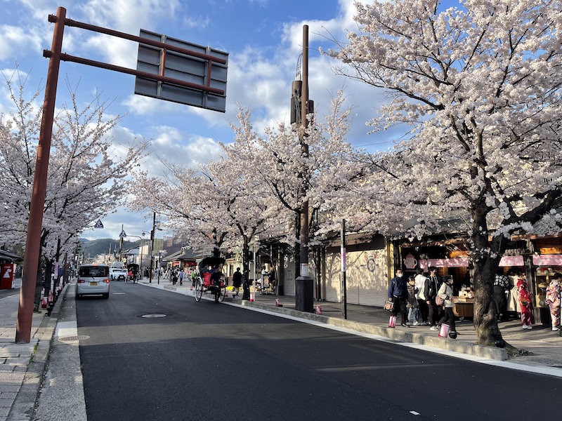 京都の桜（嵐山）