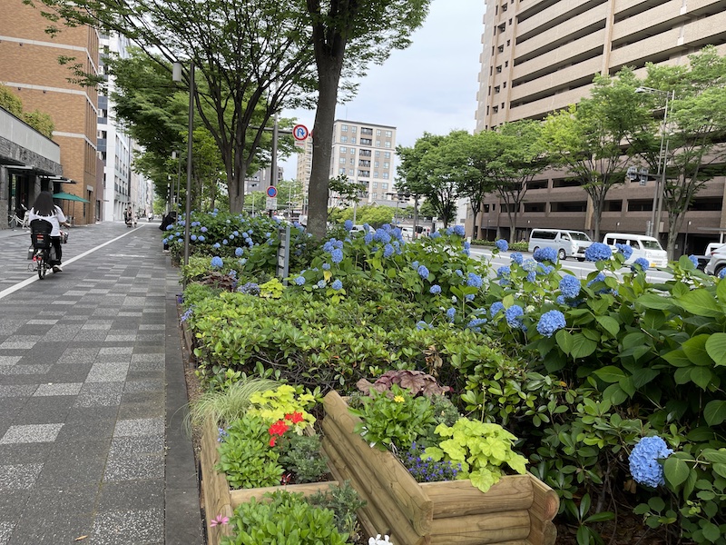 京都歩き（御池通りのあじさい）