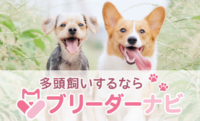【京都】弊社ドッグフレンドリー宿が「ブリーダーナビ」様サイトに掲載されました