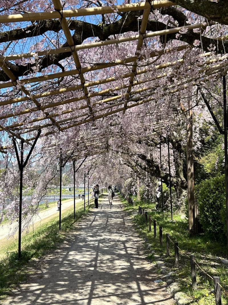 鴨川の桜