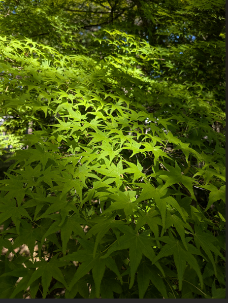南禅寺　この時期の、松と青もみじの競演が楽しめる。