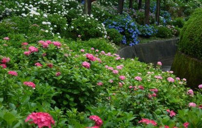 三室戸寺 京都で紫陽花(あじさい)の名所といわれる場所だ。