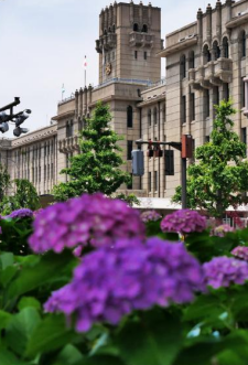京都市役所周辺に彩りを添える紫陽花