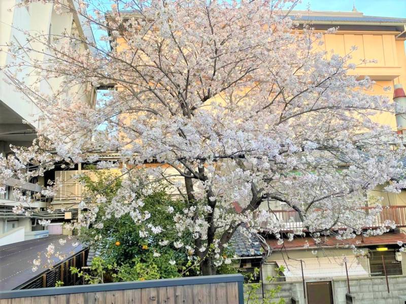 京囲炉裏宿　染　七条平安