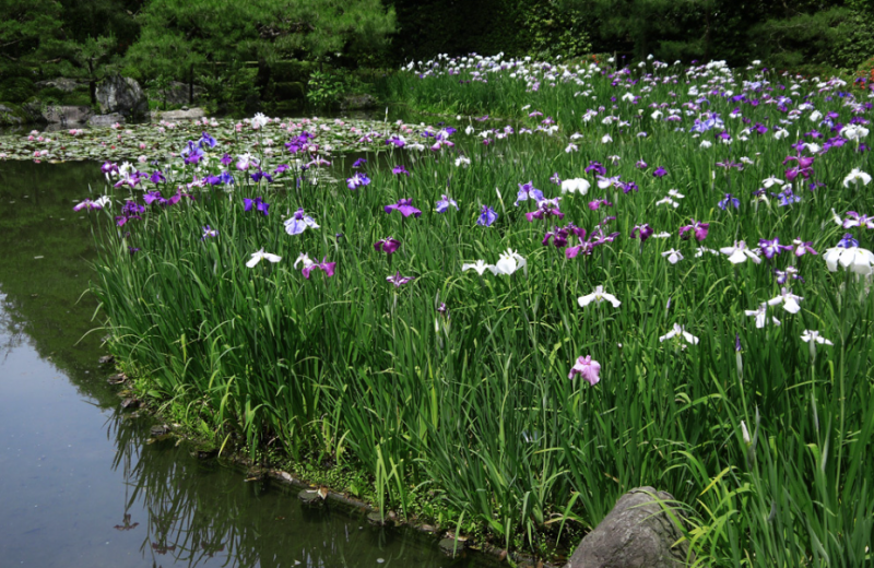 平安神宮の神苑 約1万坪の池泉回遊式庭園。明治時代の代表的な日本庭園で、有名な七代目小川治兵衛の作。あじさいではありませんが、約200種の花菖蒲(はなしょうぶ)が綺麗ですね。