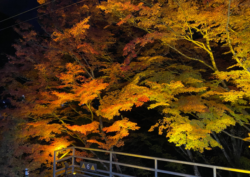 出町柳から鞍馬を結ぶ叡山電鉄では、ライトアップされた紅葉の回廊を走る名物列車がある。写真は、貴船口の駅にて。