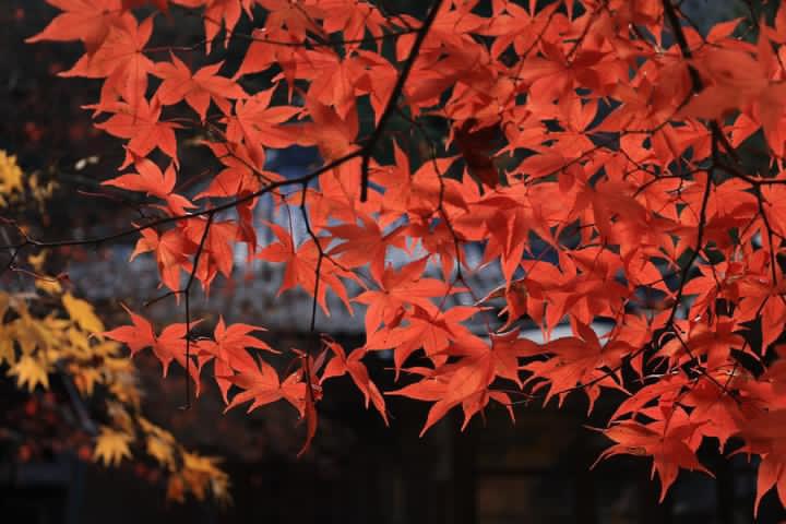 叡山電鉄「貴船口」駅下車すぐの場所にて、街灯の光を受けた紅葉。