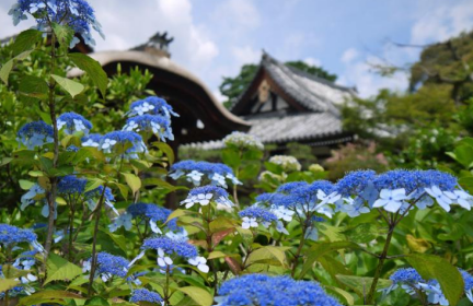 法金剛院 「蓮の寺」としても有名ですが、その前に菖蒲、紫陽花が庭園を彩ります。