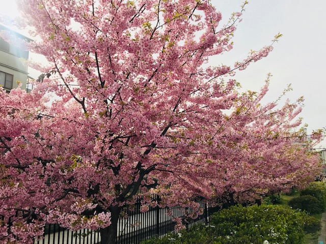 Sakura spot in Kyoto