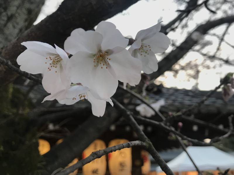 Sakura Spot in Kyoto (Part 2)