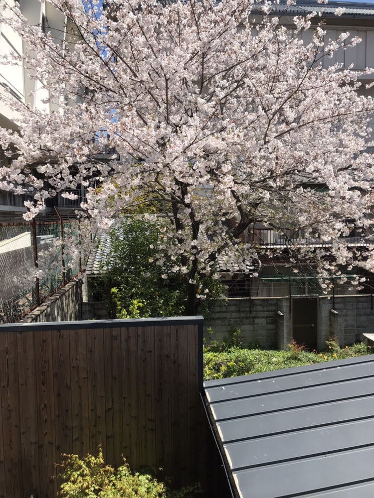 Sakura are blooming!