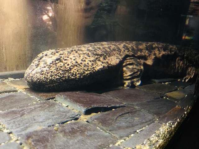 The big salamander