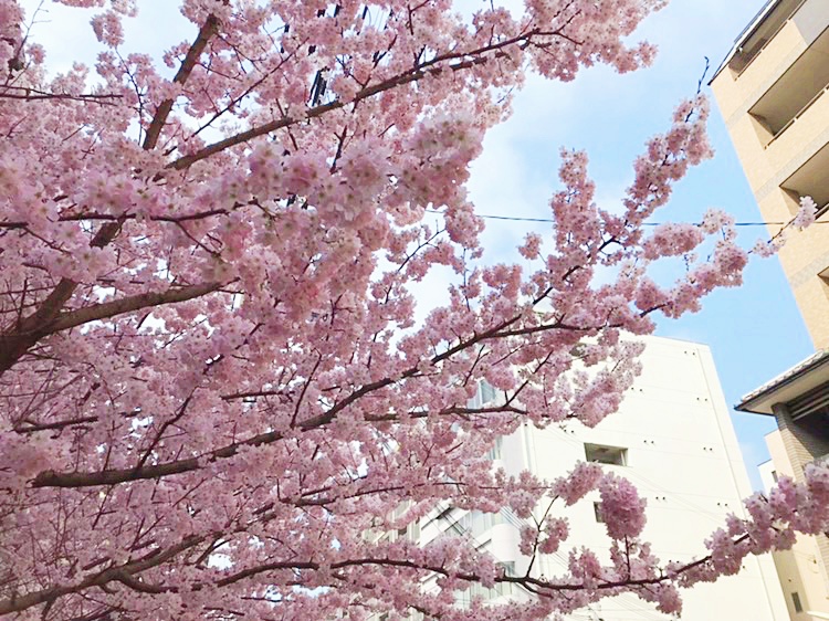 Spring Vibes #part4 SAKURA in Full Bloom