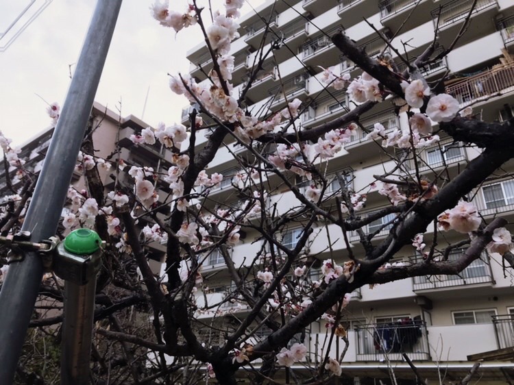 Spring Vibes #part6 Sakura near Gojo front desk!