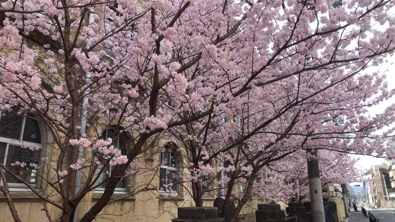 Sakura spot in Kyoto...!!!