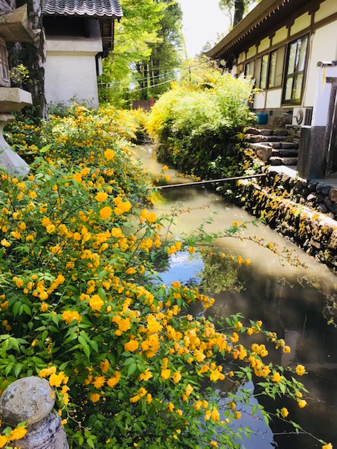 Yamabuki flower at Matsuo Taisha Shrine