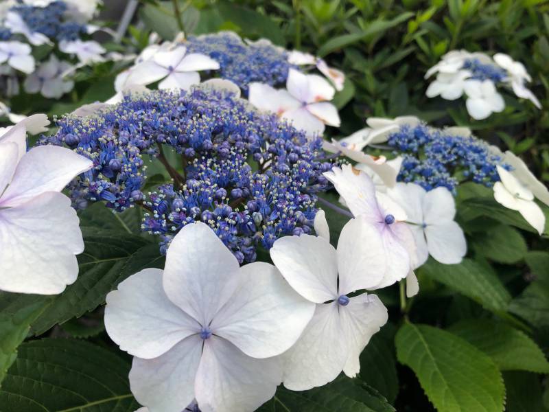 Hydrangea are bloom!!