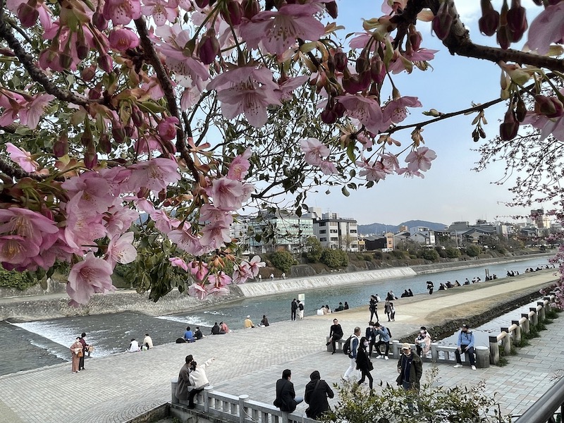 Sakura in Kyoto (Kamogawa's early blooming cherry blossoms)