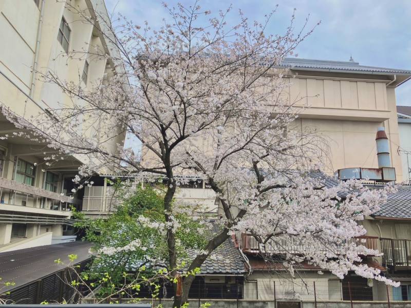 Peeking out Cherry Blossoms fro SEN Shichijo Heian