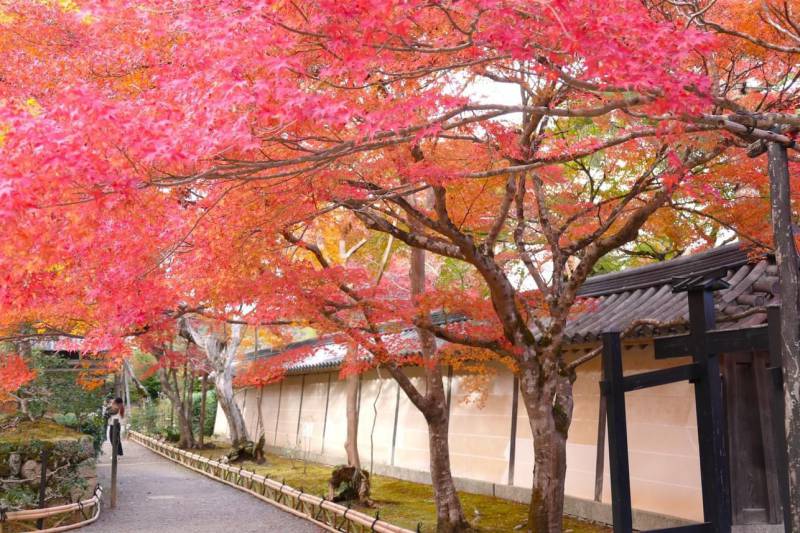 Tofukuji Temple street