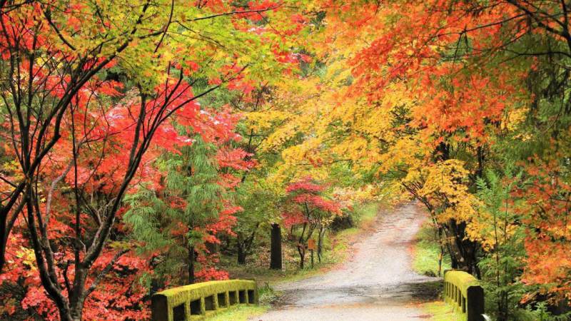 The colorful grounds of Imakumano Kannonji Temple, a sub-temple of Sennyuji Temple