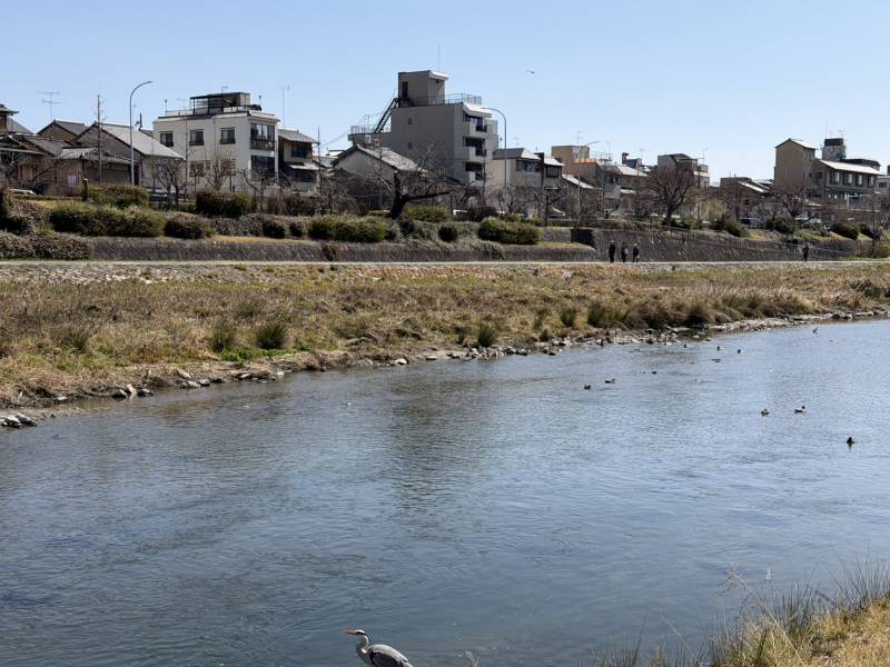 Cherry blossom season is just around the corner.