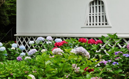 Shinnyo-do Temple is famous for its many different kinds of hydrangeas.