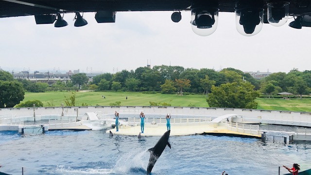 Dolphin show