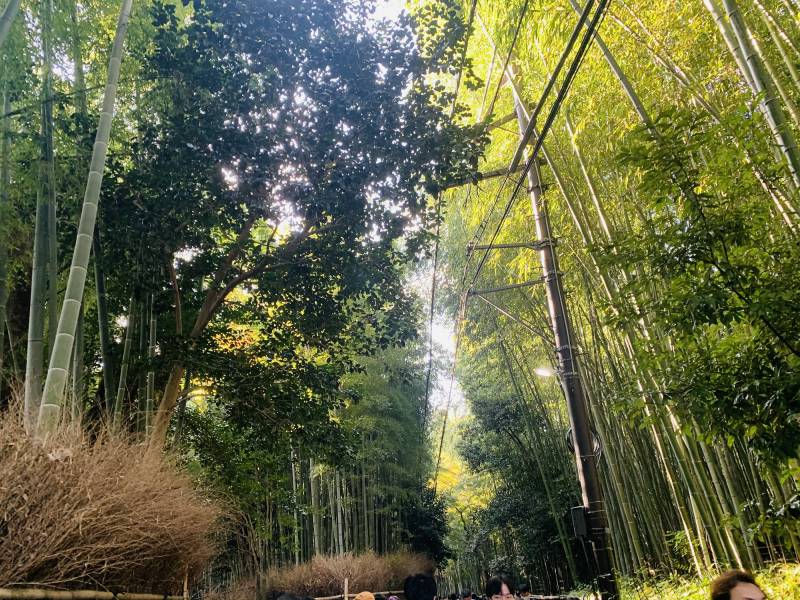 Arashiyama Bamboo