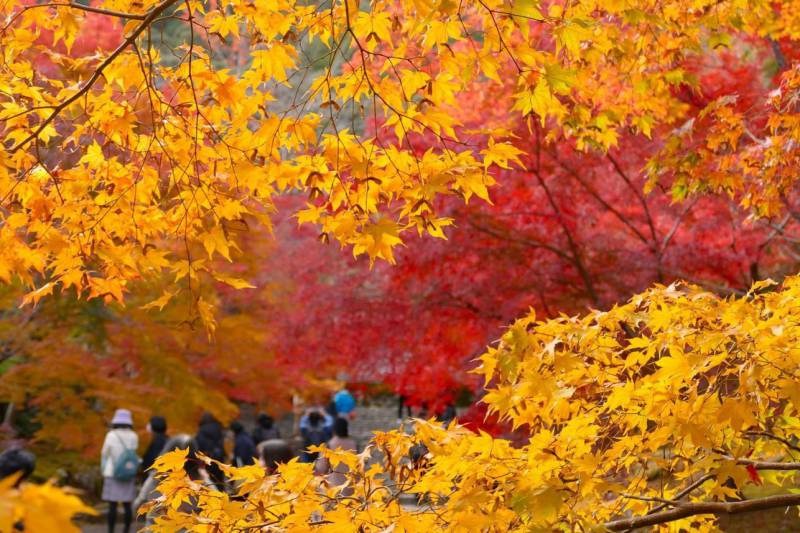 The autumn foliage at Tofukuji Temple is beautiful, with layers of different colors overlapping each other.