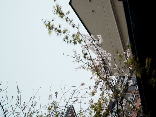 Цветы сакуры на Ситидзё Хэйан