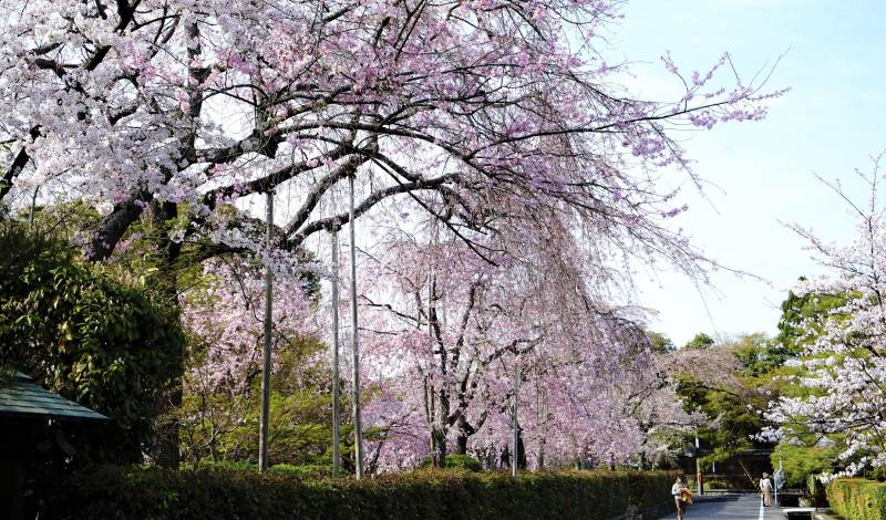 南禅寺旁边的野村美术馆的樱花开满啦！