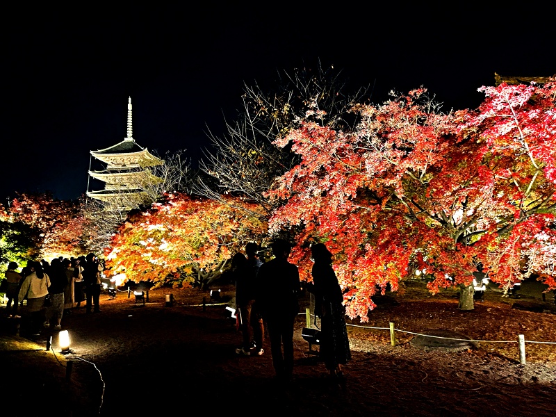 京都賞楓（東寺）