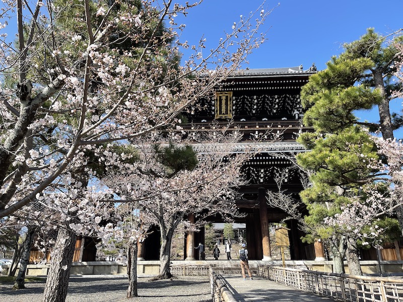 京都賞櫻（金戒光明寺的櫻花）