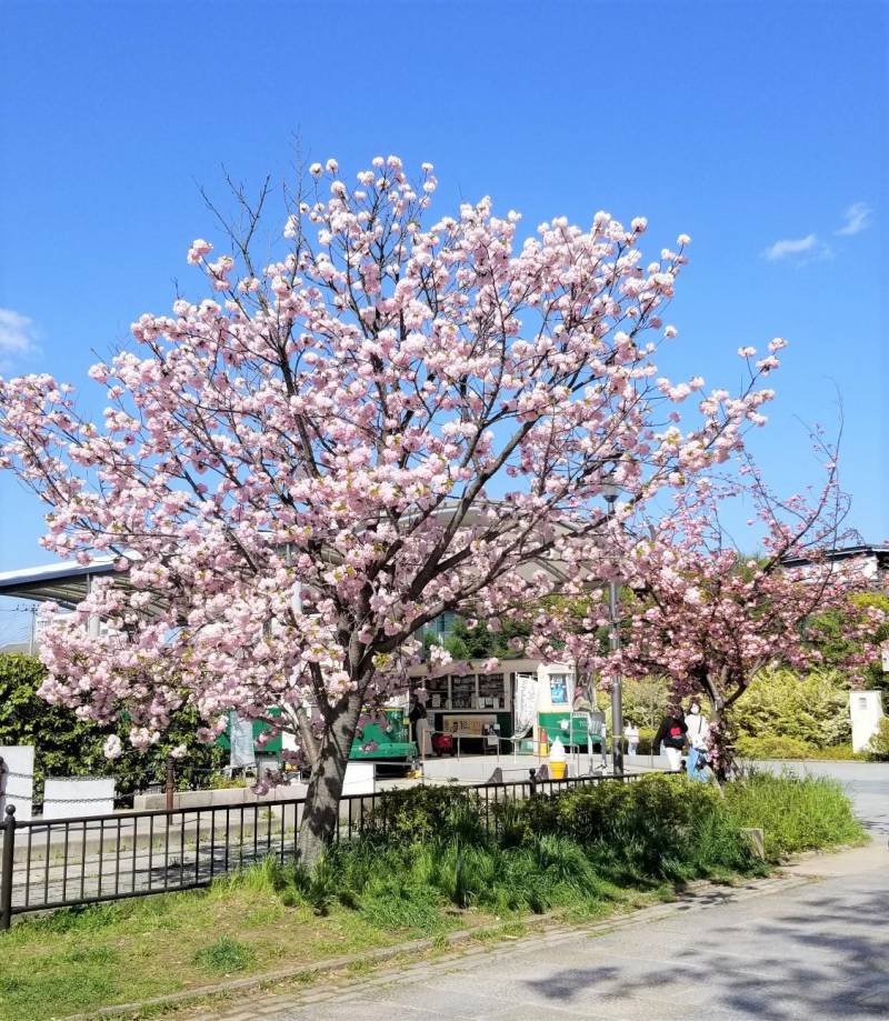 【京都包棟民宿】京都市内賞櫻最後機會！